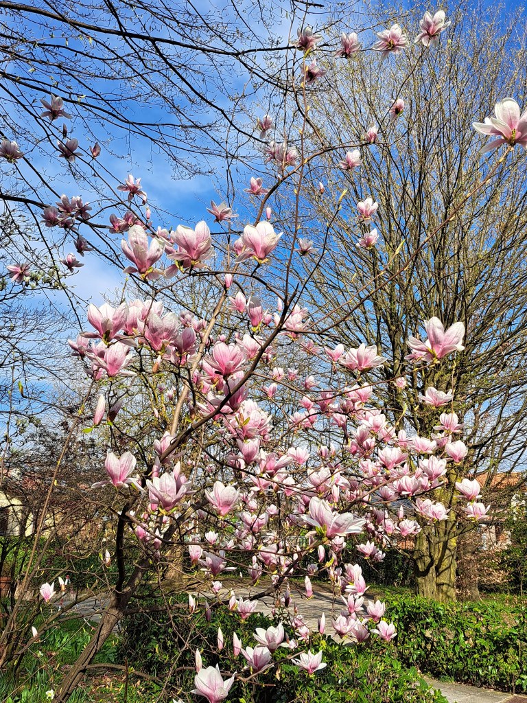 Sofia Lena Perissinotto, wellness blogger. In this article I write about the benefits of being in nature, my thoughts regarding this topic, natural light therapy and a lovely experience I had at the beginning of April.