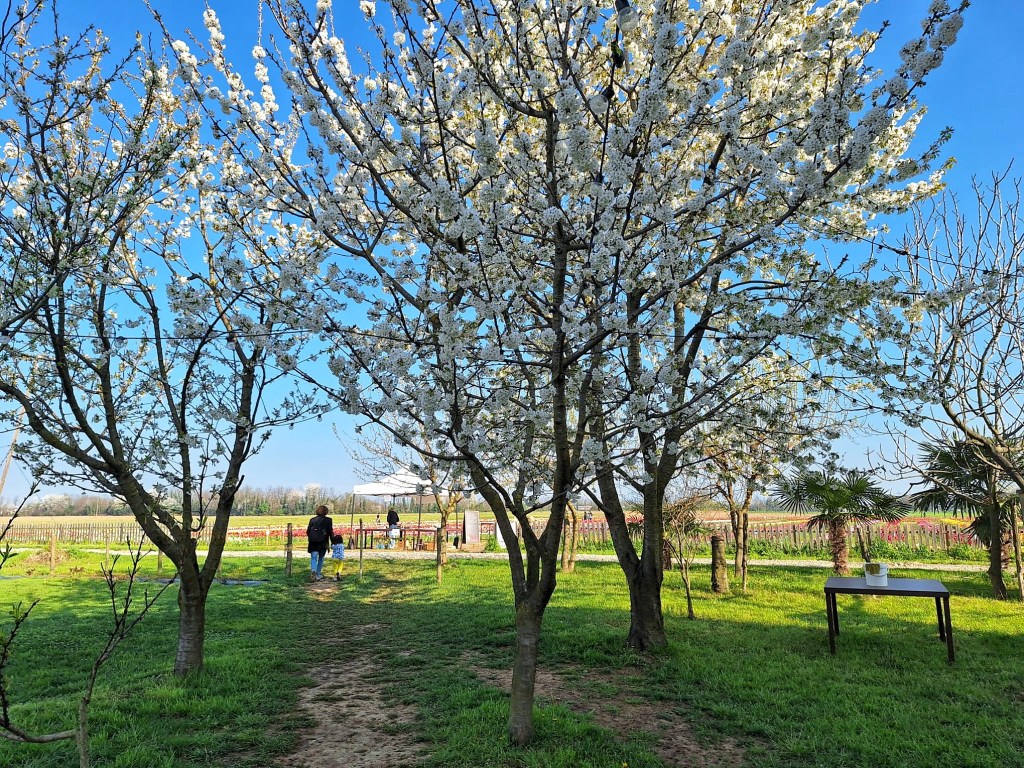 Sofia Lena Perissinotto, wellness blogger. In this article I write about the benefits of being in nature, my thoughts regarding this topic, natural light therapy and a lovely experience I had at the beginning of April.