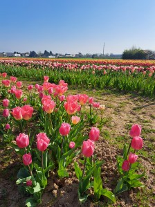 Sofia Lena Perissinotto, wellness blogger. In this article, I write about how impactful nature can be, then about Shirin tulipani, an unforgettable experience that I had at the beginning of April. A field filled with colourful tulips, at Ornago, North of Milan!