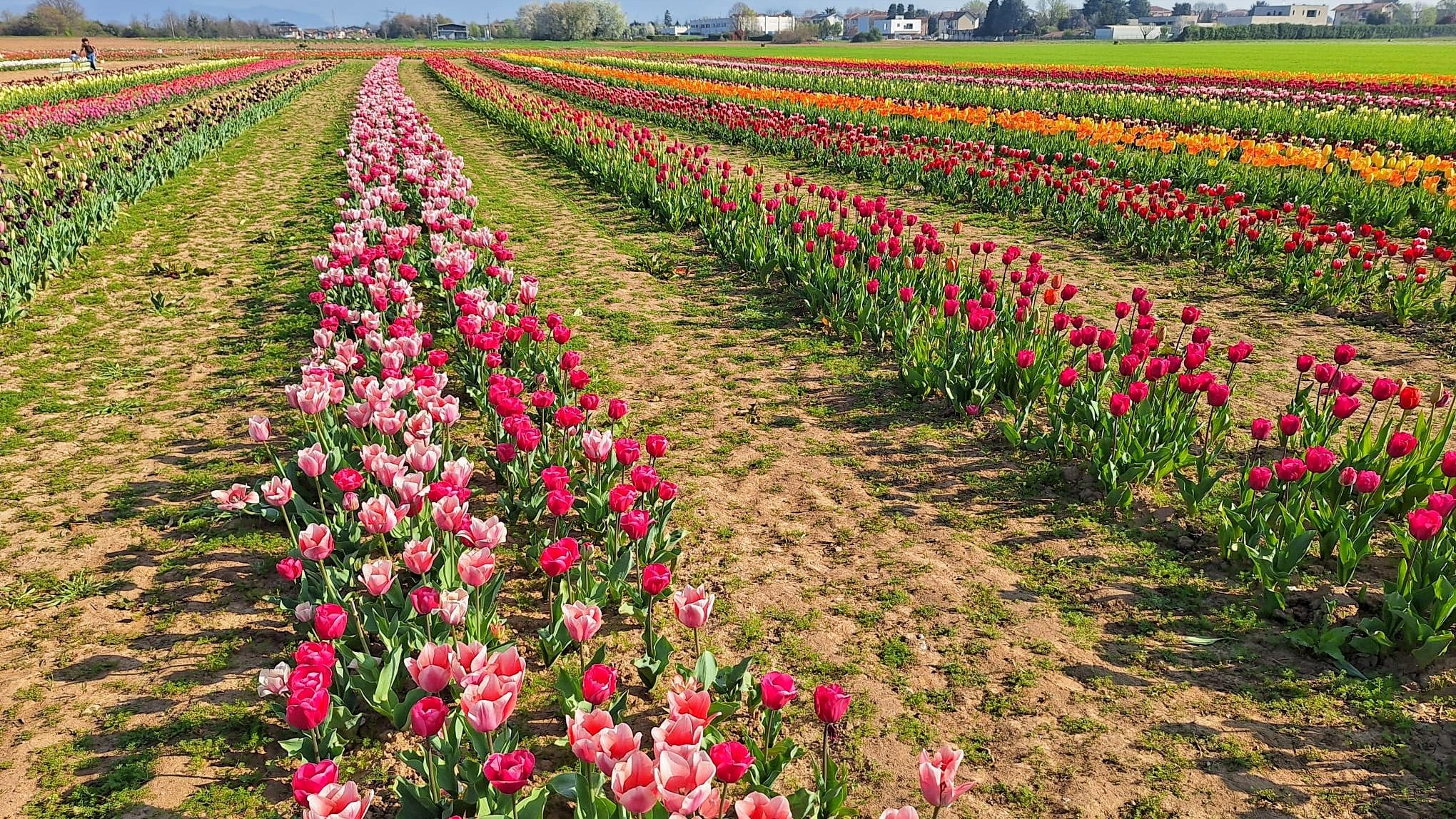 Sofia Lena Perissinotto, wellness blogger. In this article, I write about how impactful nature can be, then about Shirin tulipani, an unforgettable experience that I had at the beginning of April. A field filled with colourful tulips, at Ornago, North of Milan!