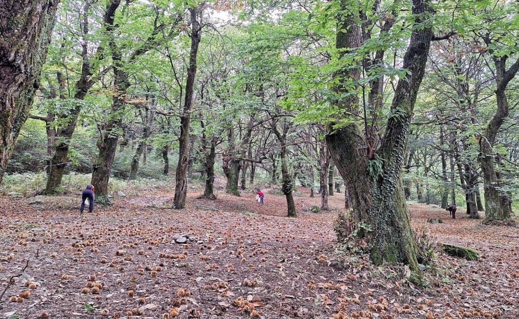 In this feel-good and wellness article, I write about the beauty and comfor of the autumn season. This photo is taken in Rezzago, in the province of Como, Italy.