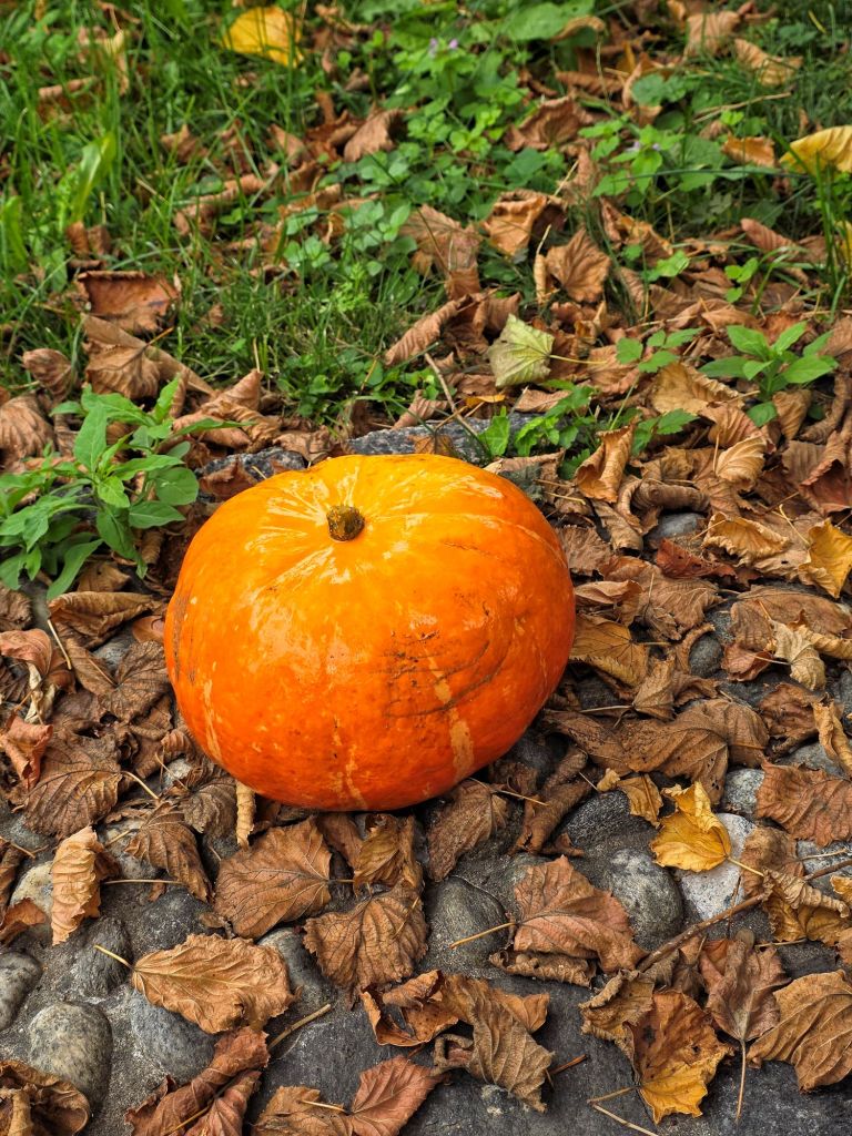In this feel-good and wellness article, I write about the beauty and comfor of the autumn season.